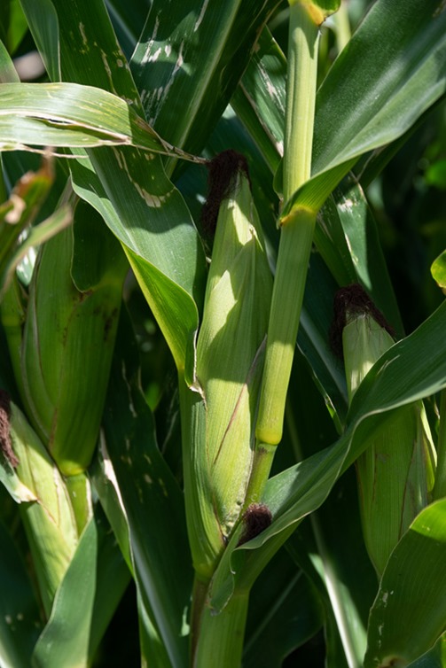 「中国が輸入しない米のトウモロコシ日本が買います」のトウモロコシは、我々が食べているスイートコーンではありません